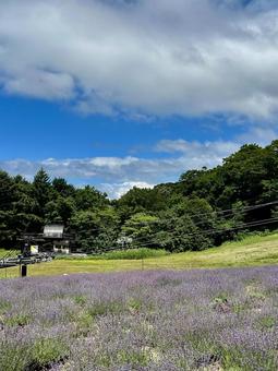 ラベンダーパークにて ラベンダーパークにての写真