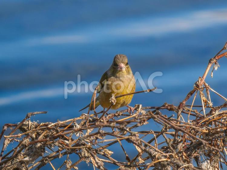 枝にとまるカワラヒワ カワラヒワ,野鳥,鳥の写真素材