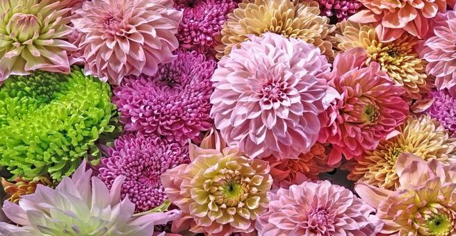 花手水13 花手水,手水,ダリヤの写真素材