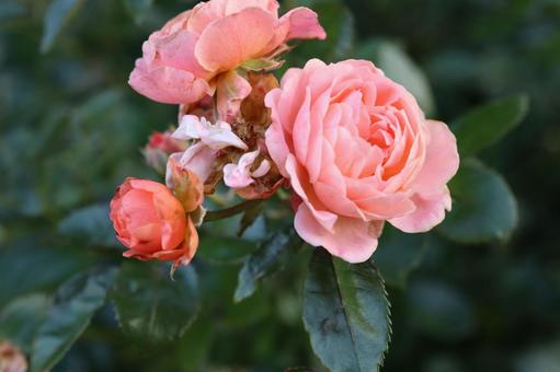 バラ園に咲く綺麗な薔薇を撮りました バラ園に咲く綺麗な薔薇を撮りました 花,薔薇,自然の写真素材