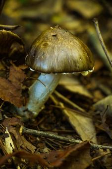 秋の風景、森の中で見つけたきのこ キノコ,自然,秋の写真素材