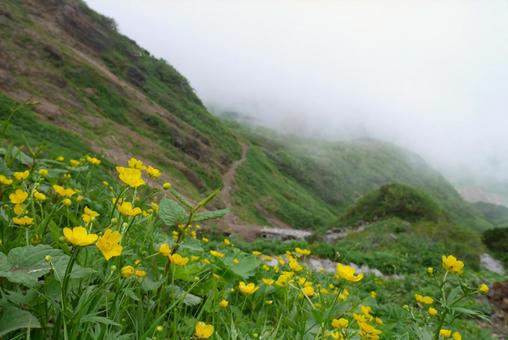 ミヤマキンポウゲの写真
