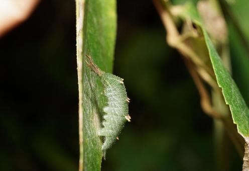 アカボシゴマダラ幼虫 アカボシゴマダラ,幼虫,イモムシの写真素材