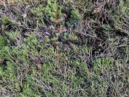 剪定された植え込み植物 剪定された植え込み植物の写真