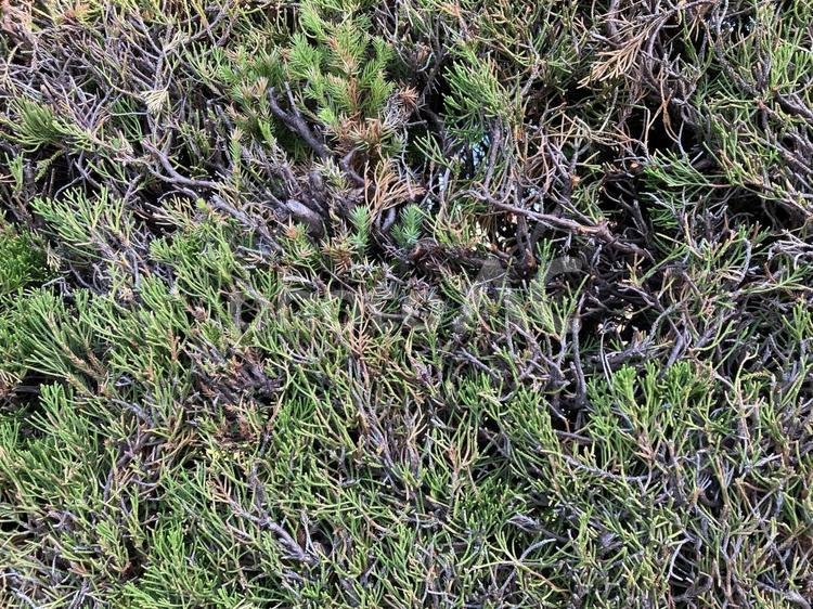剪定された植え込み植物 剪定,植え込み,植物の写真素材