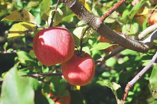 りんご りんご,果物,スイーツの写真素材