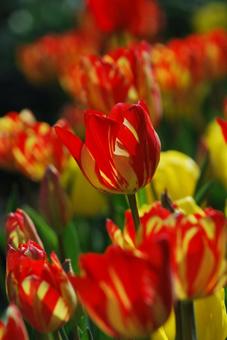 Tulip flowers, JPG Tulip flowers, JPG