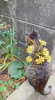 庭で花とくつろぐ猫 庭で花とくつろぐ猫 猫,花,庭の写真素材