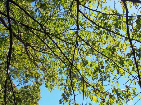 生い茂る枝葉と青空 生い茂る枝葉と青空の写真