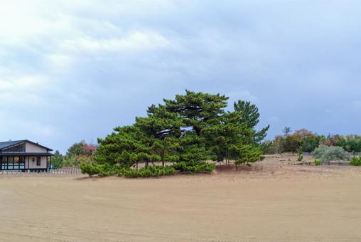鳥取砂丘の近くにある松の木 風景,自然,青空の写真素材