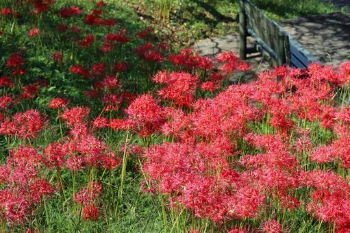 Higanbana dyed red and a bench, JPG