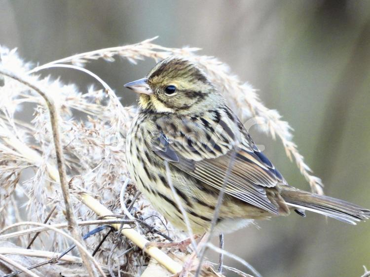 ヨシにとまるアオジ 鳥,野鳥,アオジの写真素材