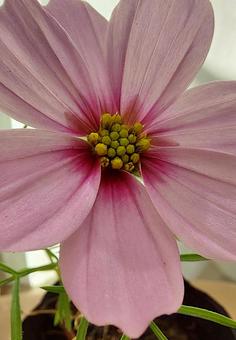 コスモスの花 コスモスの花の写真