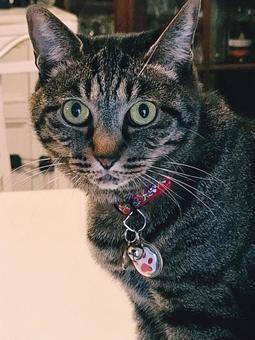 猫　なんだろう 生き物,動物,ペットの写真素材