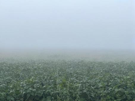 秋の朝霧 秋の朝霧の写真
