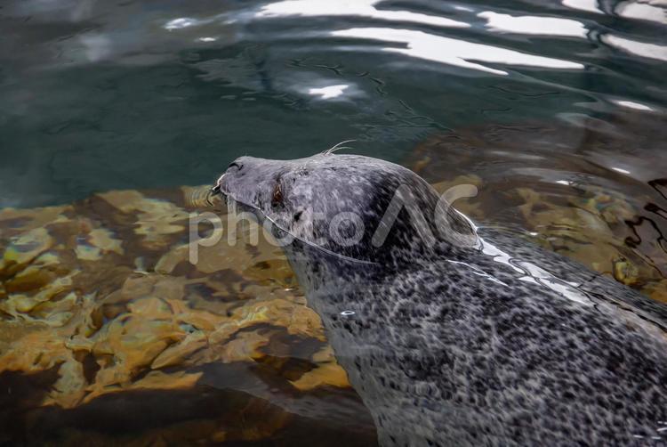 水族館のアザラシ 水族館,動物,生き物の写真素材