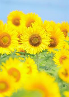 太陽の花 太陽の花 ひまわり,ヒマワリ,ひまわり畑の写真素材