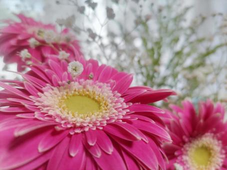 Gerbera and Gypsophila, JPG