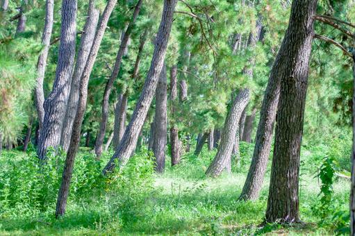Pine forest in Hattori Ryokuchi Park, Toyonaka City Pine forest in Hattori Ryokuchi Park, Toyonaka City
