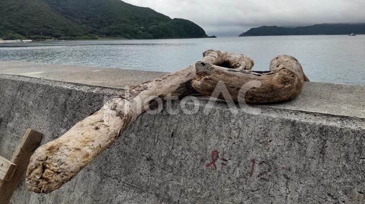 護岸と大きな流木２ 奄美,奄美大島,海の写真素材