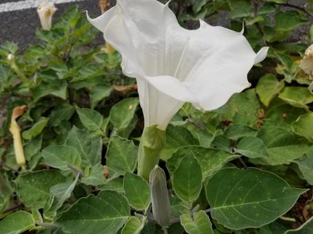 アメリカチョウセンアサガオの花 アメリカチョウセンアサガオの花 ケチョウセンアサガオ,花,白いの写真素材