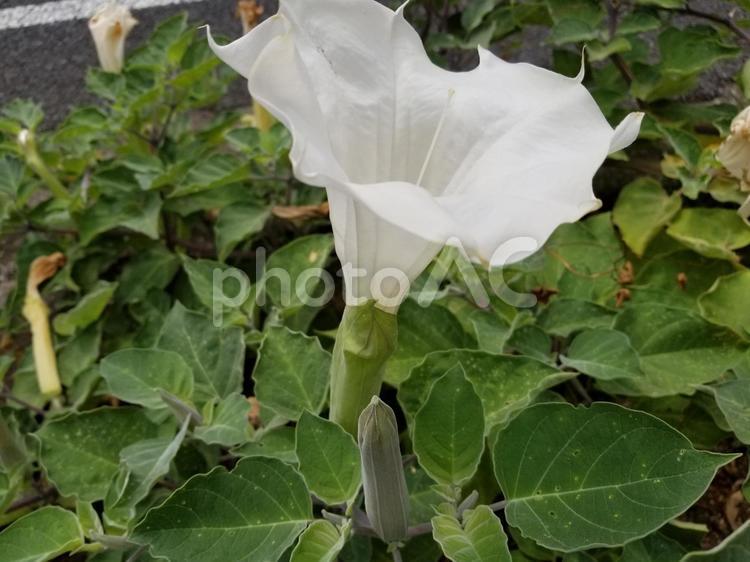アメリカチョウセンアサガオの花 ケチョウセンアサガオ,花,白いの写真素材