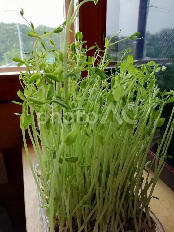 豆苗の二毛作 葉,植物,自然の写真素材