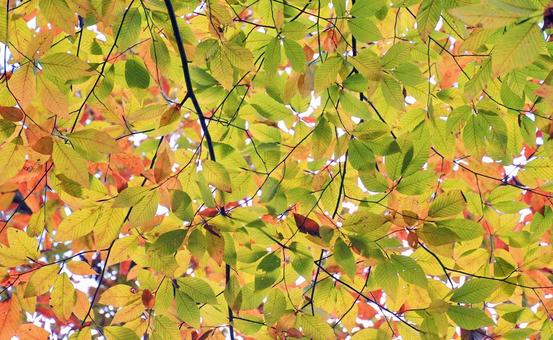秋の紅葉 秋の紅葉 紅葉,秋,落葉樹の写真素材