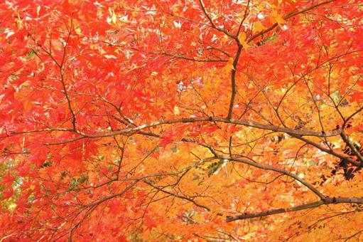 画面いっぱいの紅葉の写真