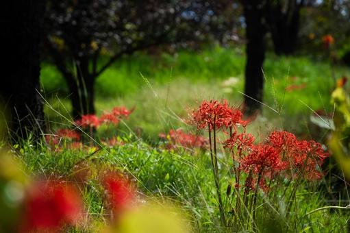 花 花の写真
