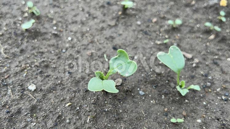 大根の双葉が芽吹いた畑 花,ガーデニング,園芸の写真素材