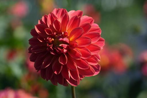 ダリア（橉） ダリア,橉,橙色の写真素材