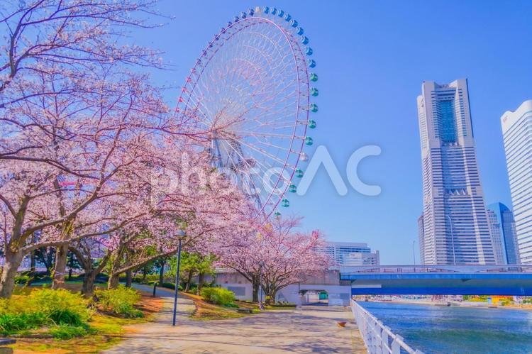 横浜みなとみらいの桜 桜,みなとみらい,横浜みなとみらいの写真素材