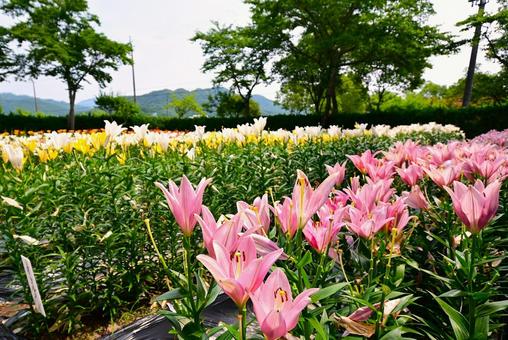色鮮やかな満開のゆり園 色鮮やかな満開のゆり園 ゆり,ユリ,百合の写真素材