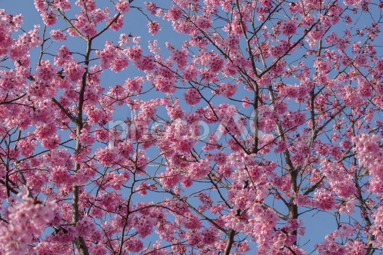 東京港区南青山2丁目の美しい桜の花 桜,満開,春の写真素材