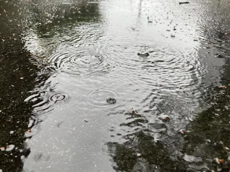 雨粒の波紋 雨粒の波紋 雨,水,雨粒の写真素材