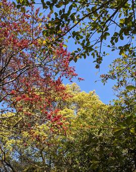 Colorful tree colors and blue sky background, JPG