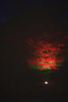 紅葉 紅葉の写真