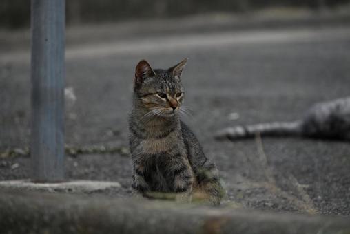 走島のにゃんこ達 走島のにゃんこ達 哺乳類,癒される,猫の写真素材