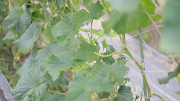 畑でのびのびと育つ7月のきゅうり 畑でのびのびと育つ7月のきゅうり キュウリ,きゅうり,7月の写真素材