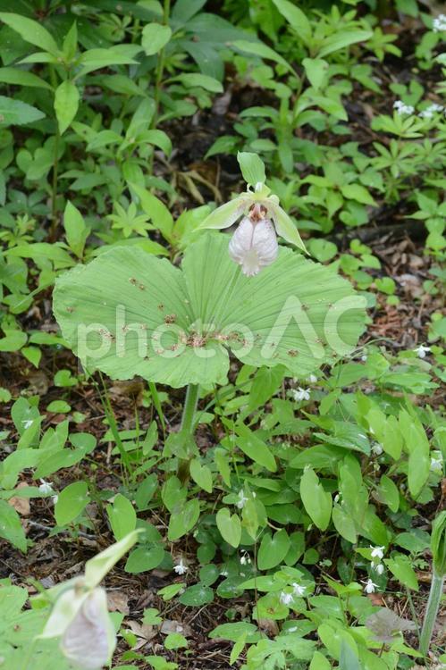 クマガイソウ 植物,花,春の写真素材