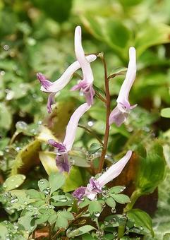 Photo, corydalis decoctis, jilangfang yanhusuo, spring flower, 