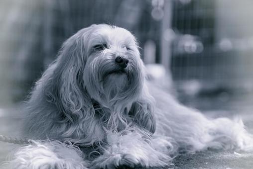 ラブラドゥードルのモノクロ写真 ラブラドゥードルのモノクロ写真 犬,ラブラドゥードル,dogの写真素材
