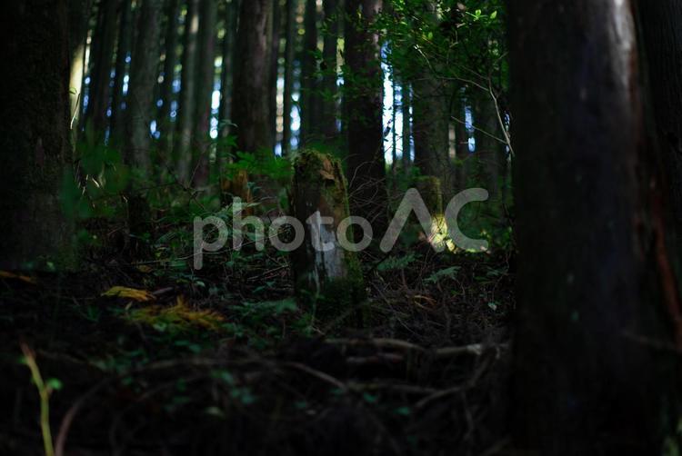 緑美しい森林 緑,苔,森の写真素材