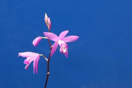 紫欄の花 紫欄の花の写真