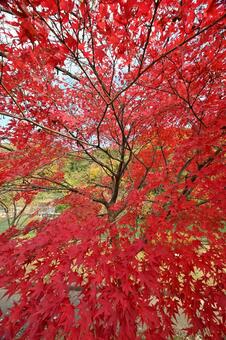 庄川・水記念公園の紅葉 紅葉,青空,観光地の写真素材