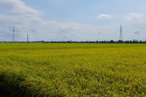 収穫を待つ稲 一面の田んぼ 秋の新潟 収穫を待つ稲 一面の田んぼ 秋の新潟の写真