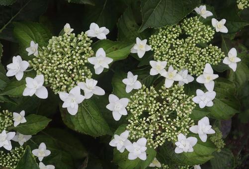 心変わり 心変わりの写真