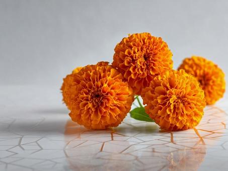 幾何学的な白背景とマリーゴールド 幾何学的な白背景とマリーゴールドの写真