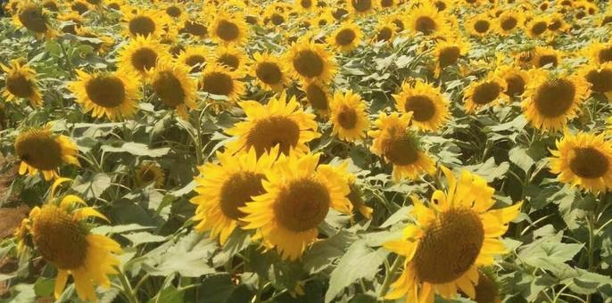 ひまわり畑2 ひまわり畑2の写真